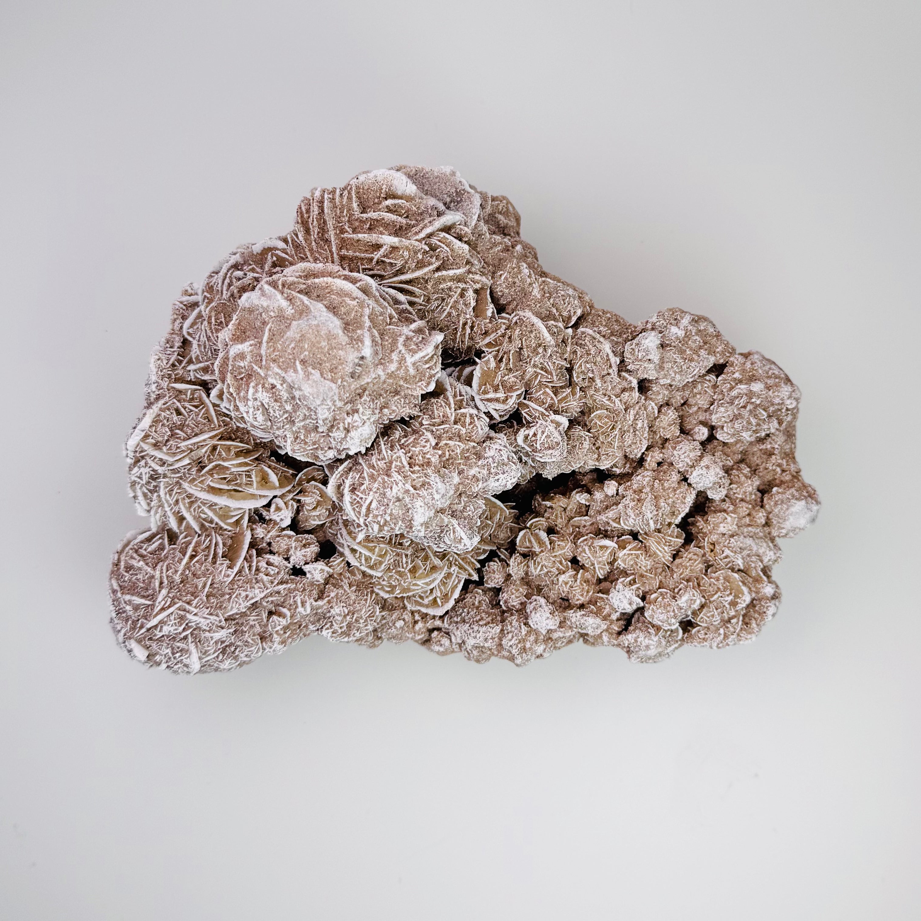 Desert Rose