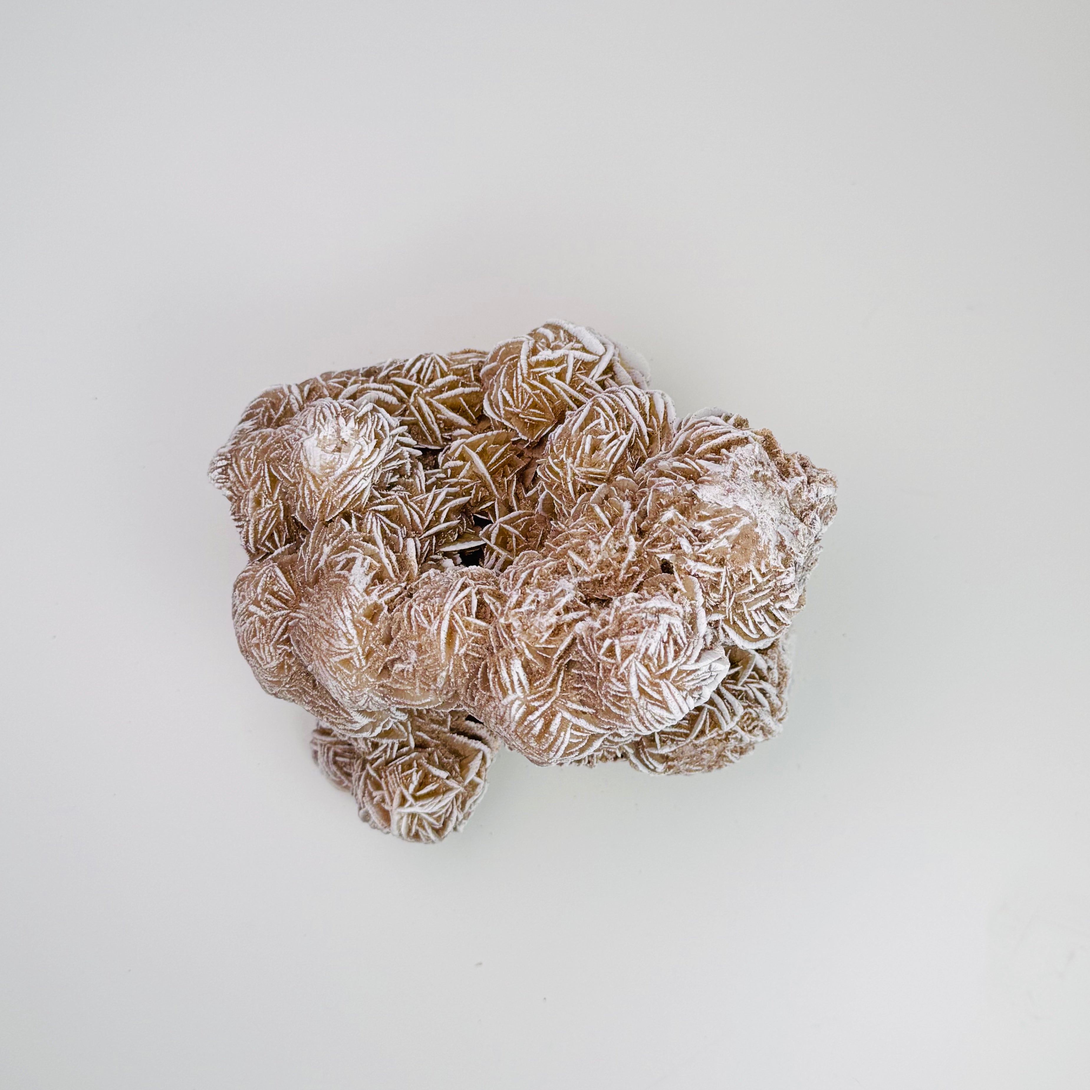 Desert Rose