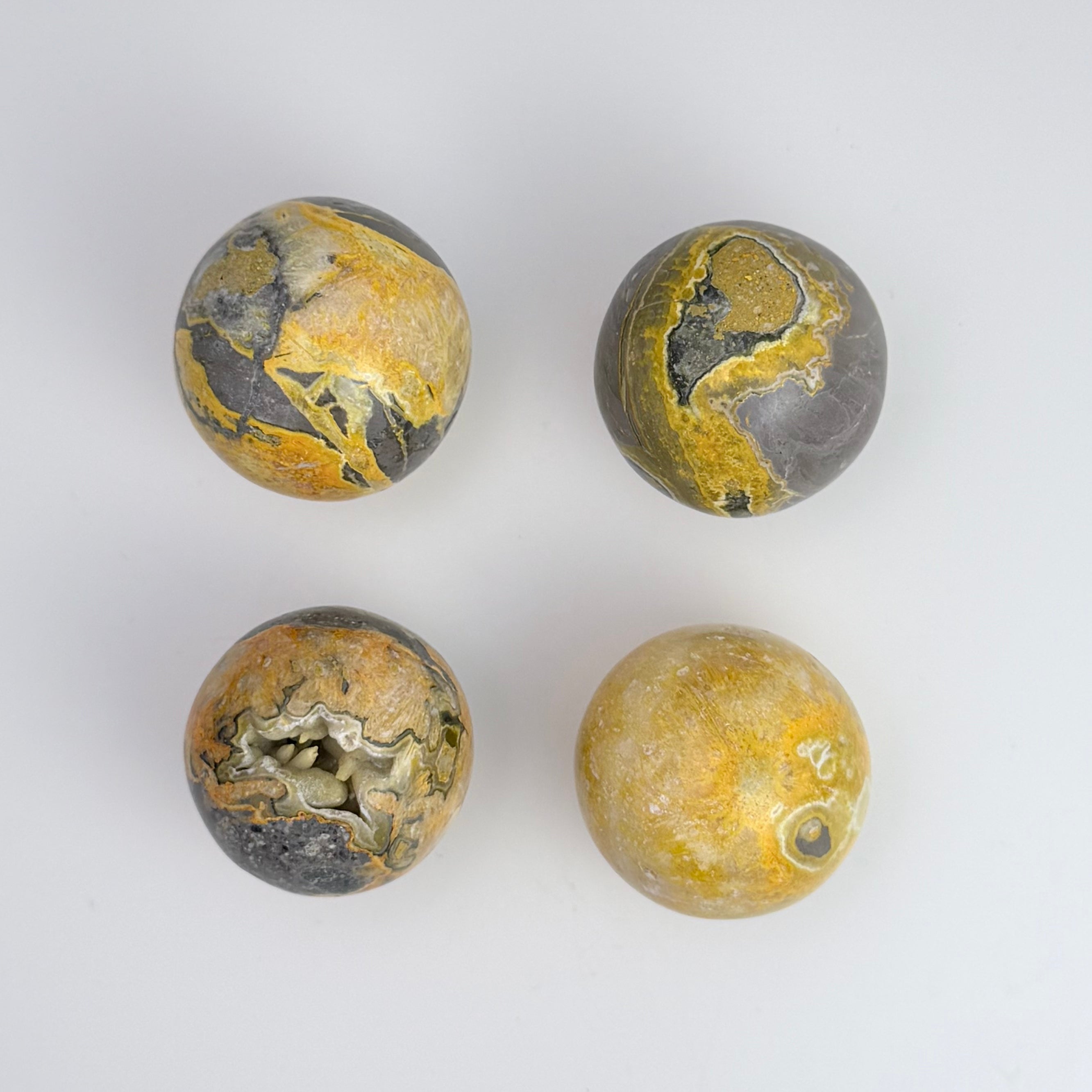 Bumble Bee Jasper