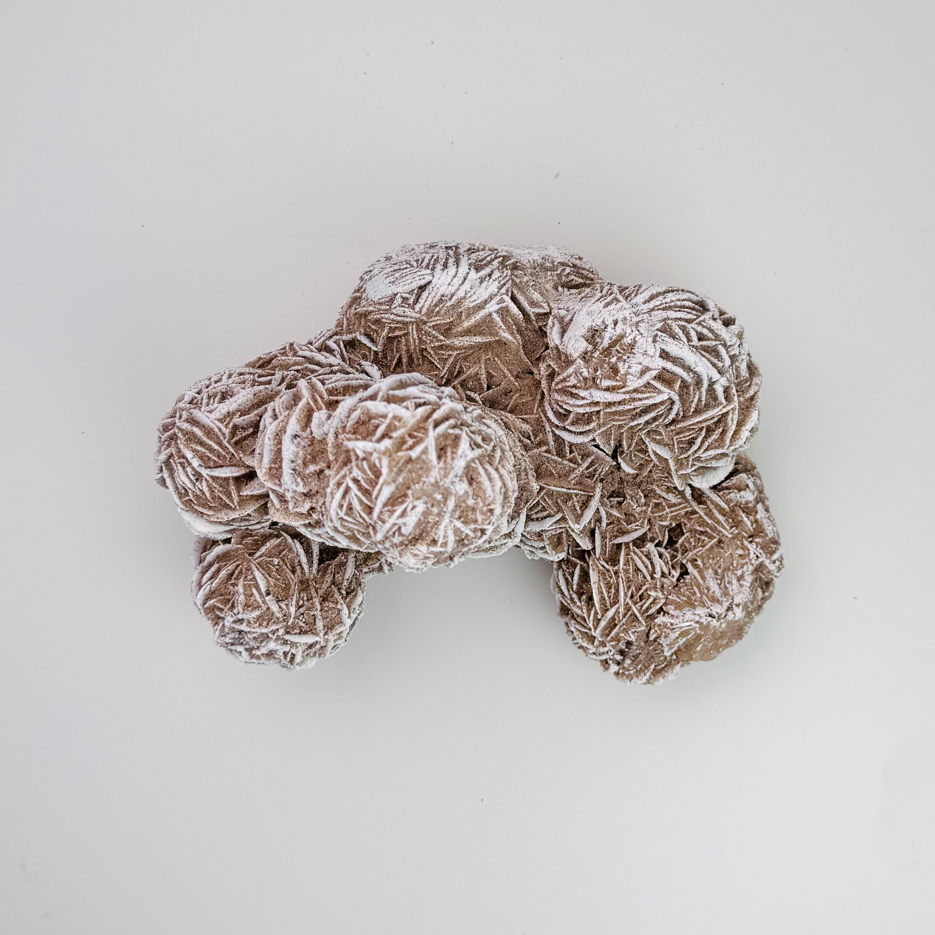Desert Rose