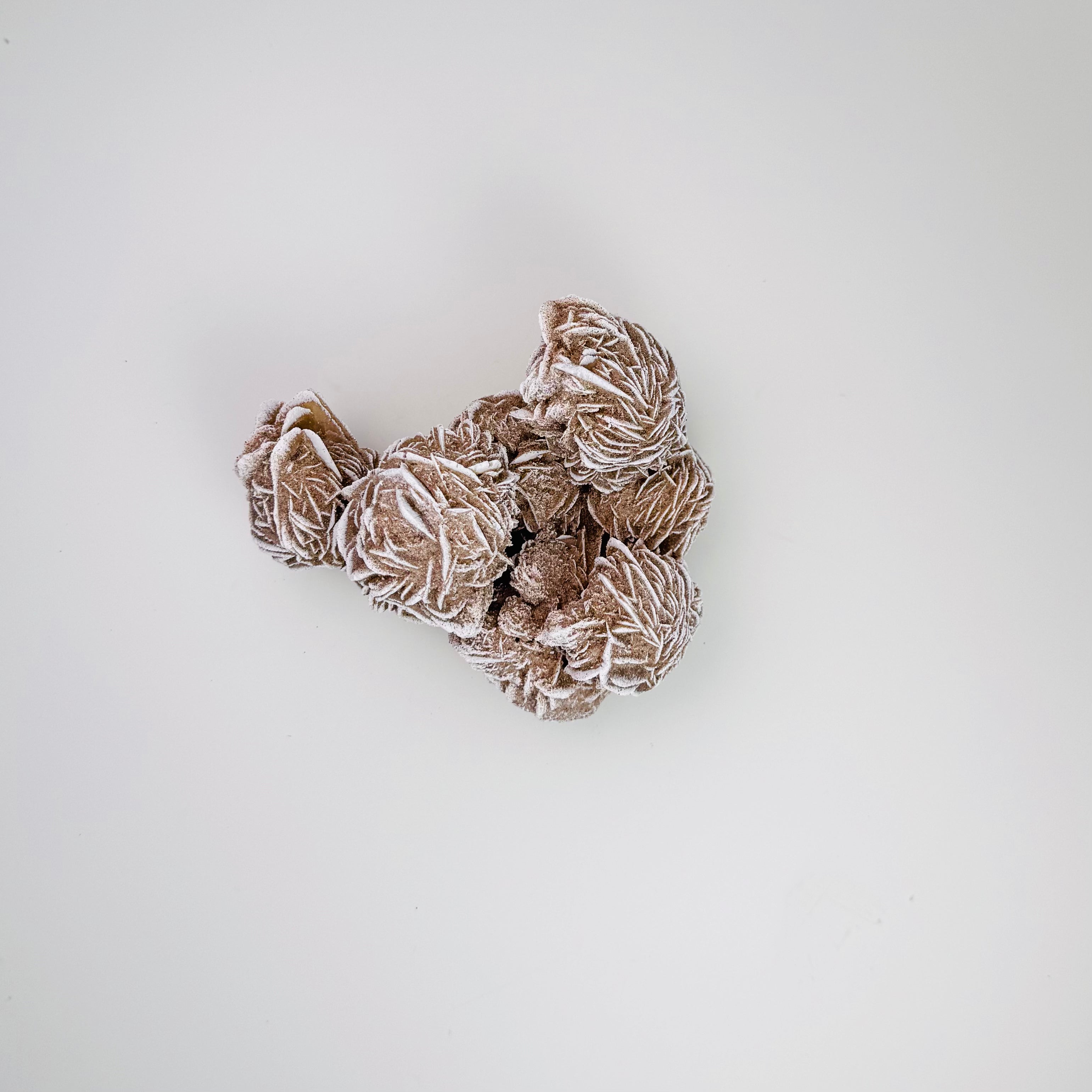 Desert Rose
