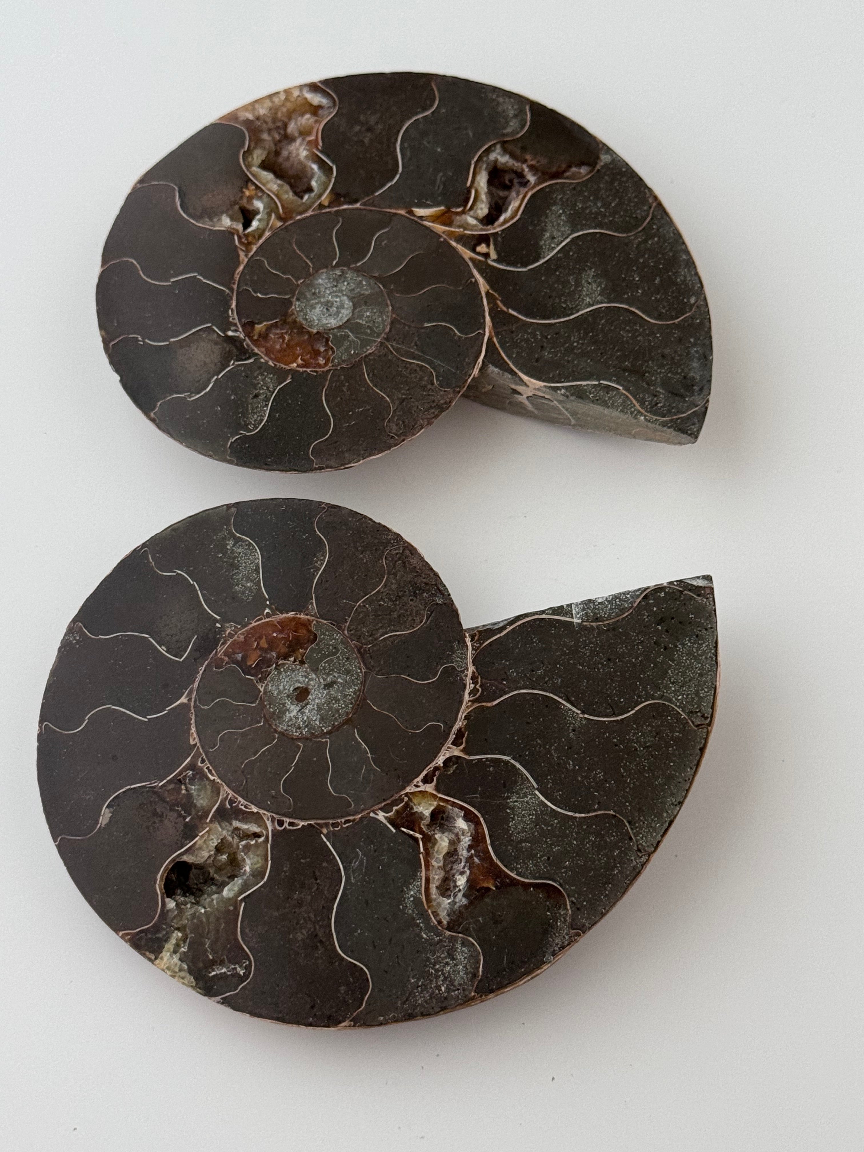 Ammonite Fossil Set