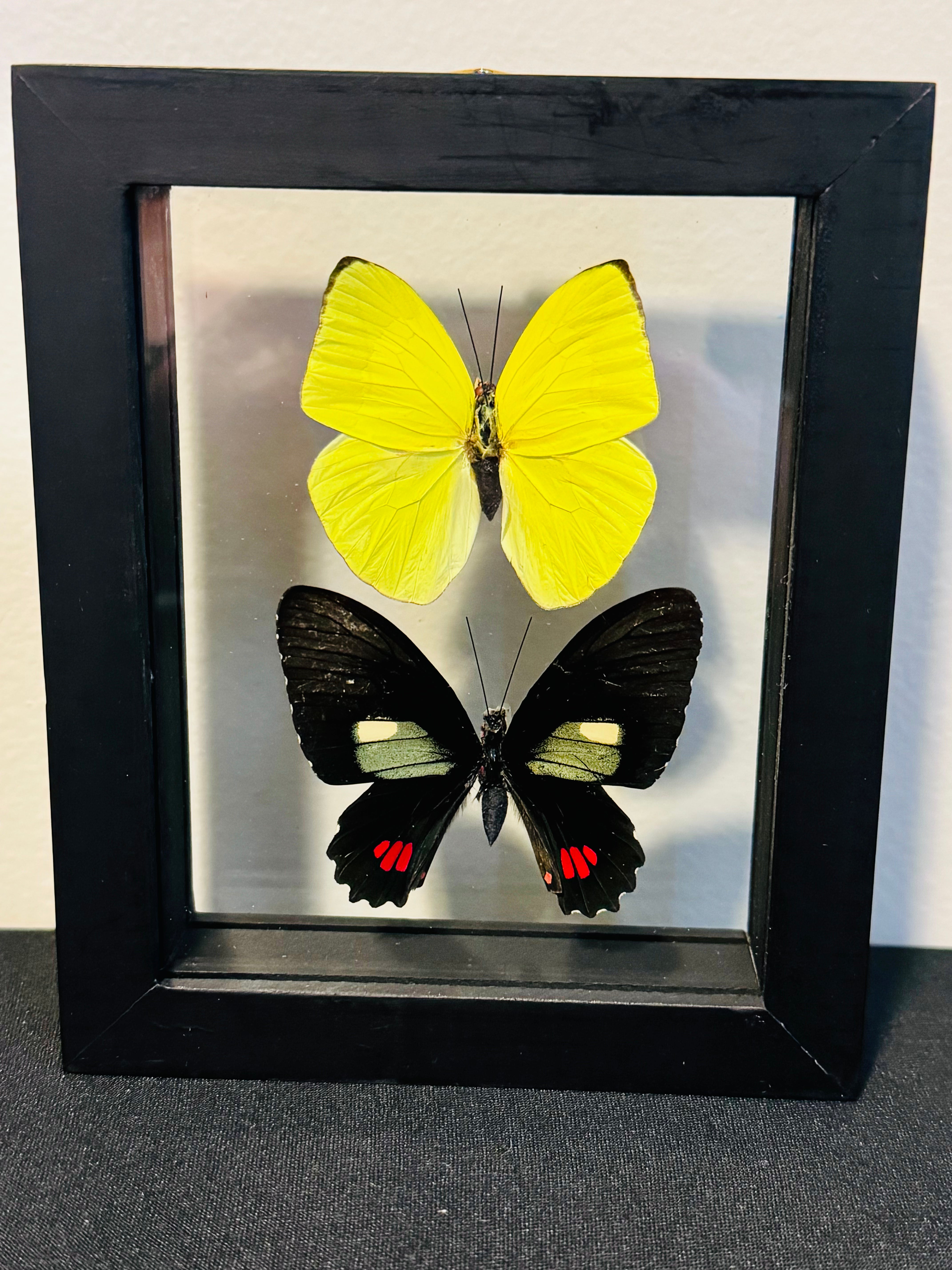 Butterflies in Shadowbox